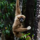 Lar Gibbon